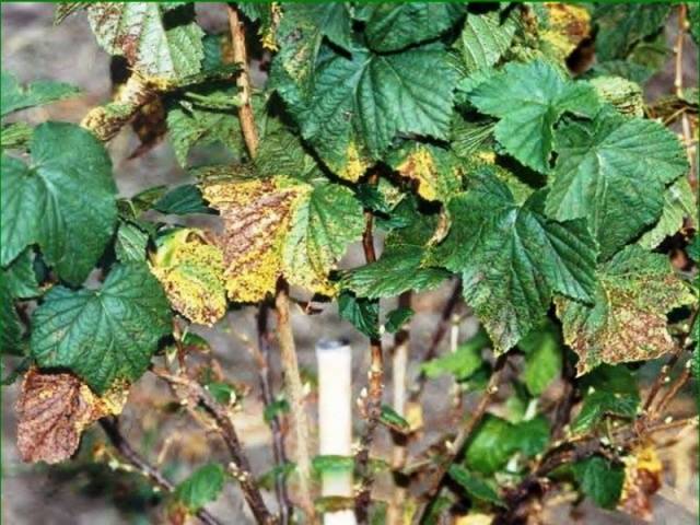 How to treat currants in the spring from pests