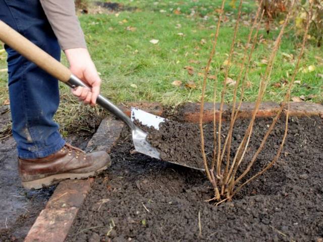 How to treat currants in the spring from pests