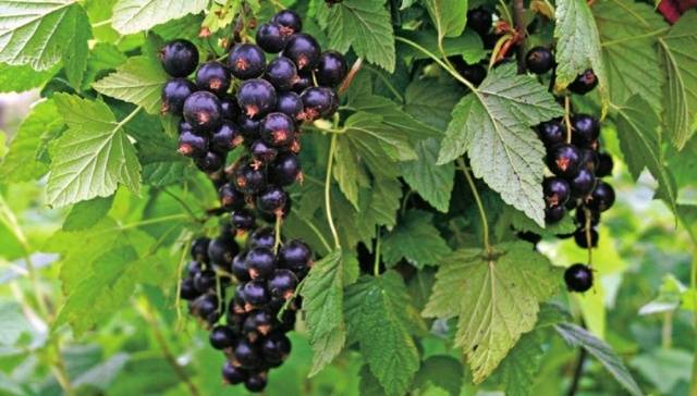 How to treat currants in the spring from pests