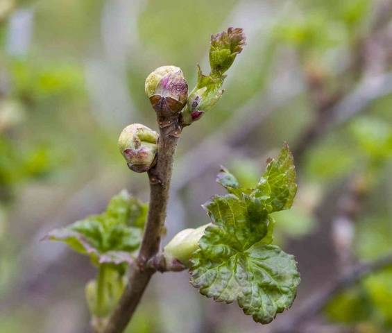 How to treat currants in the spring from pests