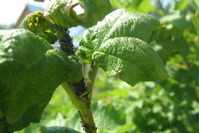 How to treat currants in the spring from pests