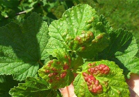 How to treat currants in the spring from pests