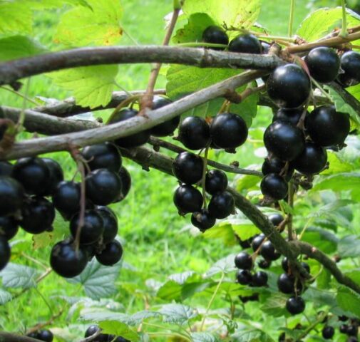 How to treat currants with boric acid