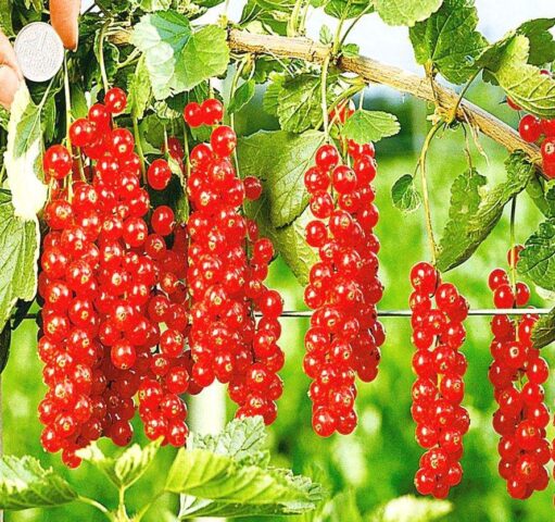 How to treat currants with boric acid