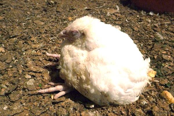 How to treat diarrhea in broilers at home