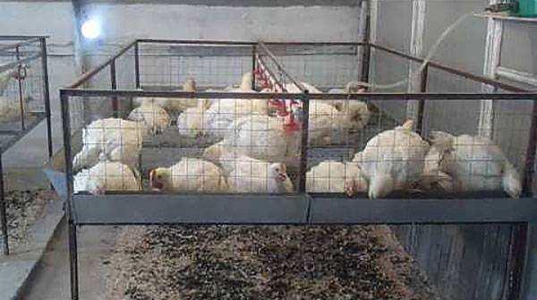 How to treat diarrhea in broilers at home