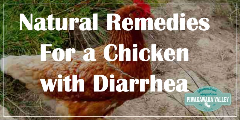 How to treat diarrhea in broilers at home