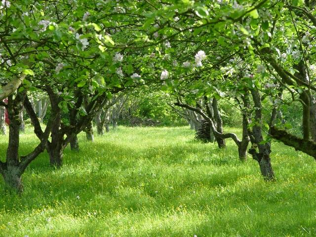 How to treat fruit trees from diseases