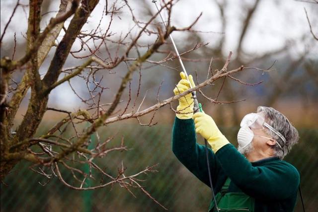 How to treat fruit trees from diseases