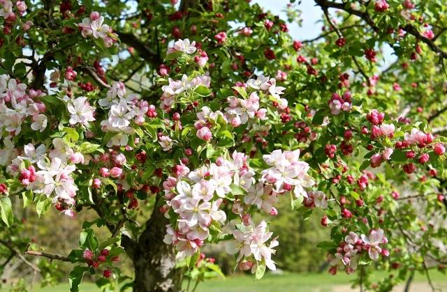 How to treat fruit trees from diseases