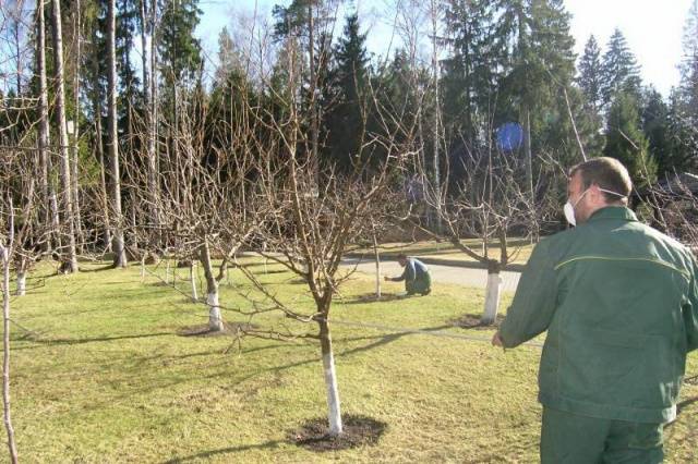 How to treat fruit trees from diseases