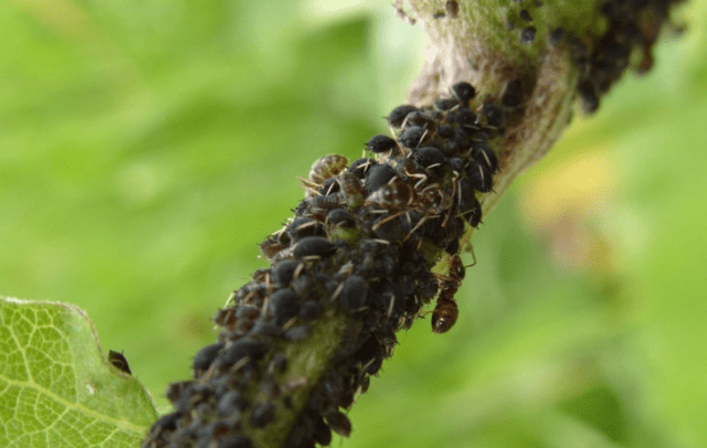 How to treat grapes from aphids: folk remedies, during flowering, fruiting