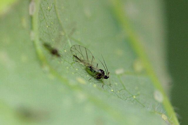 How to treat grapes from aphids: folk remedies, during flowering, fruiting