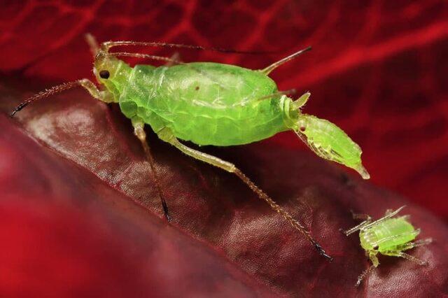 How to treat grapes from aphids: folk remedies, during flowering, fruiting