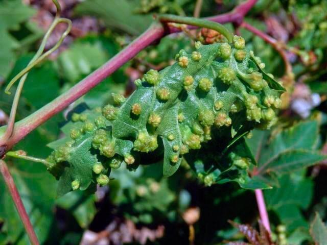 How to treat grapes from aphids: folk remedies, during flowering, fruiting