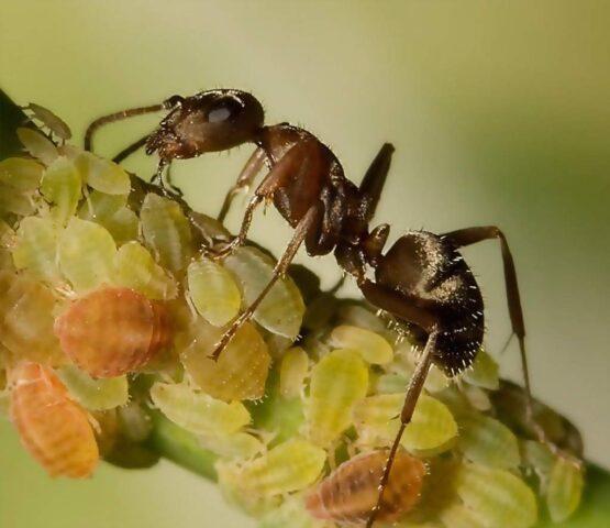 How to treat grapes from aphids: folk remedies, during flowering, fruiting