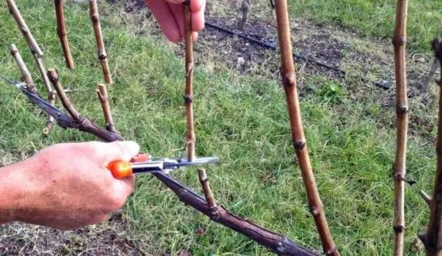 How to treat grapes in the spring from diseases and pests: before bud break, after opening