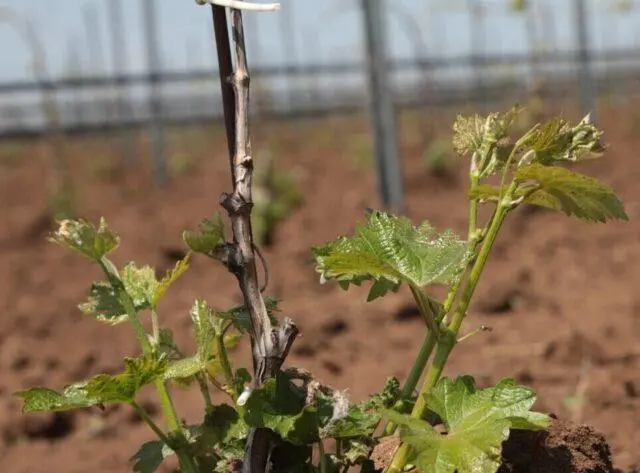 How to treat grapes in the spring from diseases and pests: before bud break, after opening