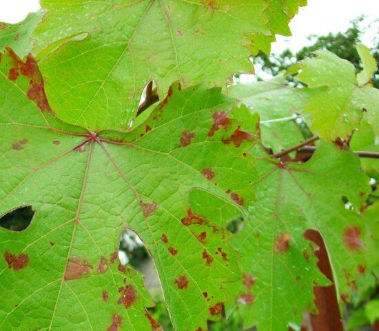 How to treat grapes with copper sulfate in spring, summer and autumn