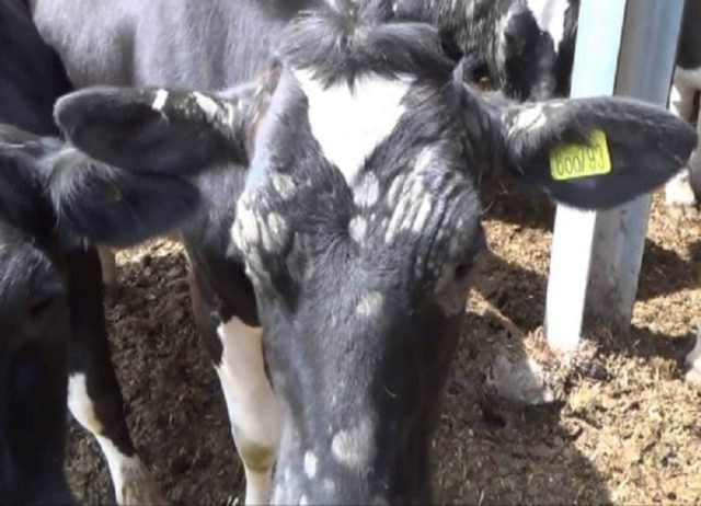 How to treat lichen in cattle