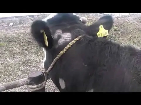 How to treat lichen in cattle