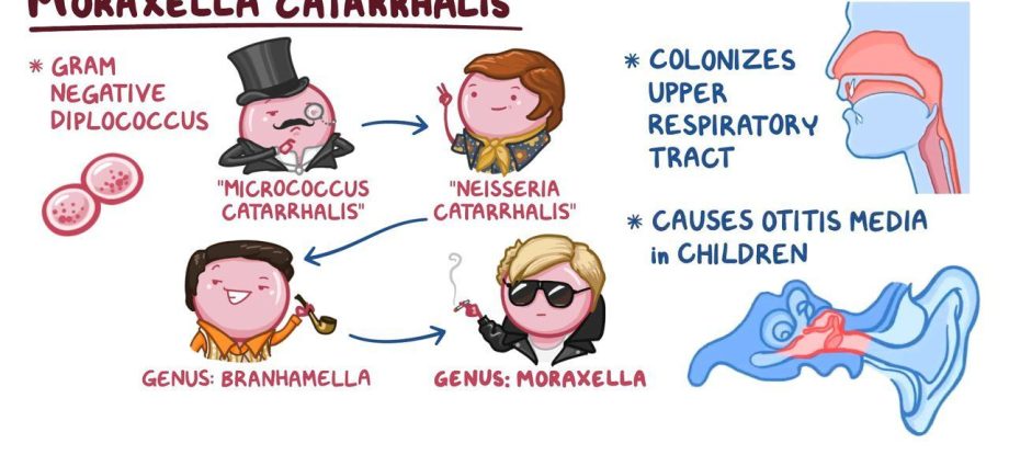 How to treat moraxella catarrhalis?