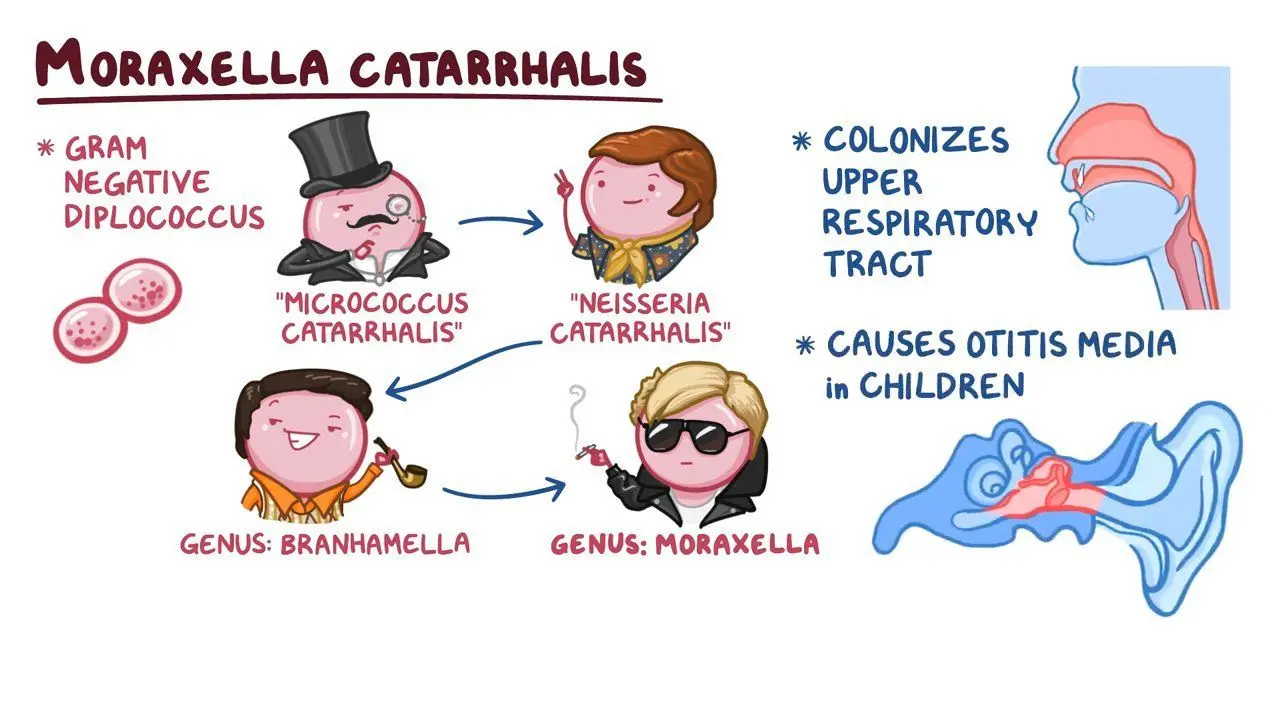 How to treat moraxella catarrhalis?