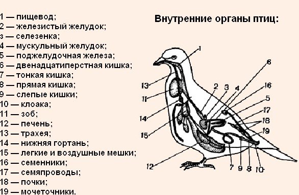 How to treat pigeon disease