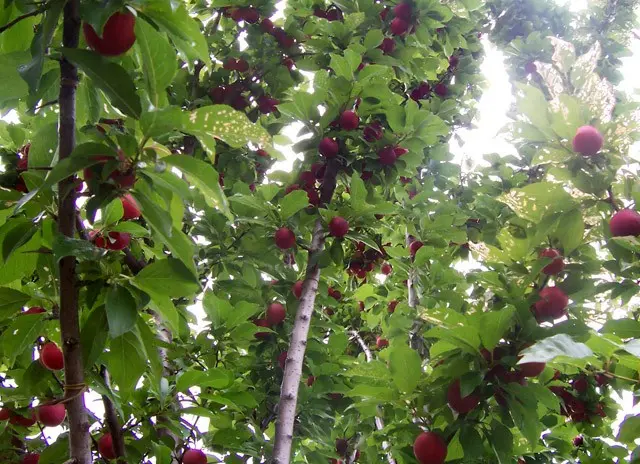 How to treat plum from diseases and pests