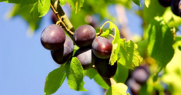 How to treat plum from diseases and pests