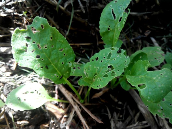 How to treat radishes from fleas: remedies and preparations