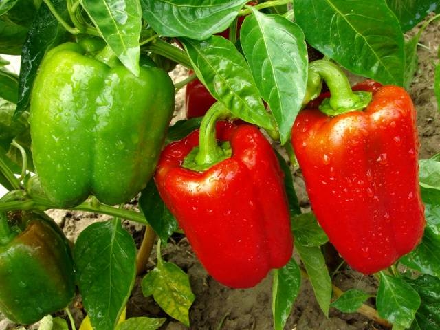 How to treat seedlings of peppers from pests