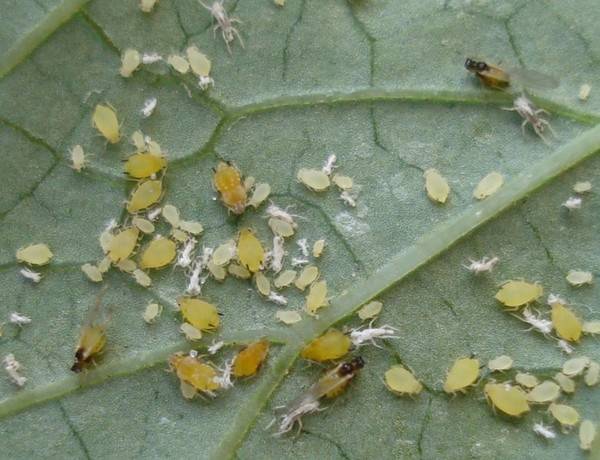 How to treat seedlings of peppers from pests