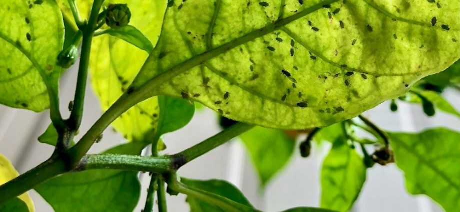 How to treat seedlings of peppers from pests