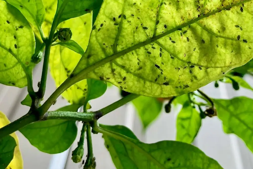 How to treat seedlings of peppers from pests