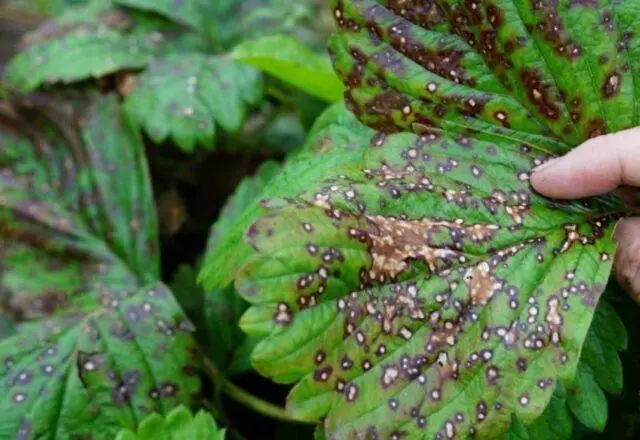 How to treat strawberry anthracnose