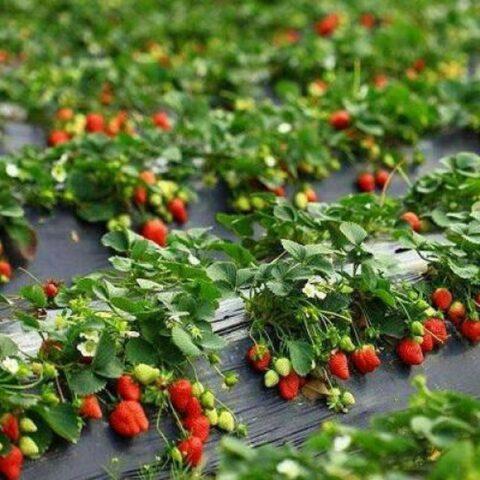 How to treat strawberry anthracnose