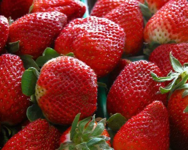 How to treat strawberry anthracnose