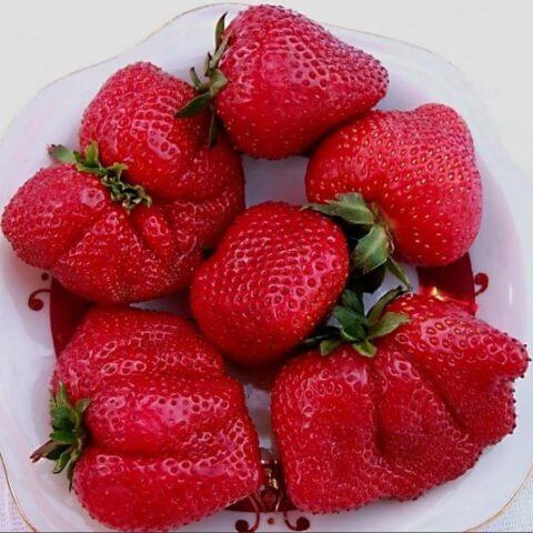 How to treat strawberry anthracnose