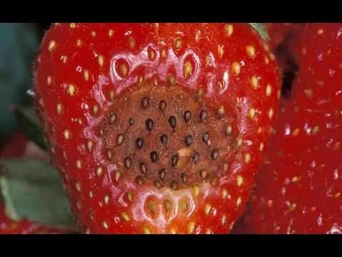 How to treat strawberry anthracnose