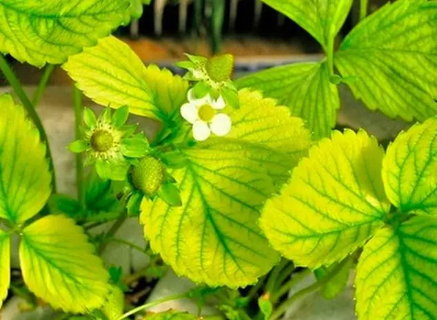 How to treat strawberry leaf chlorosis