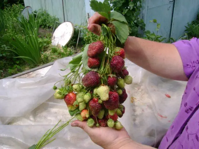 How to treat strawberry leaf chlorosis