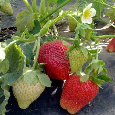 How to treat strawberry leaf chlorosis