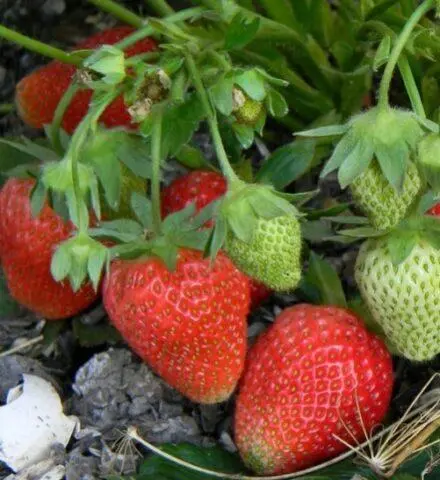 How to treat strawberry leaf chlorosis