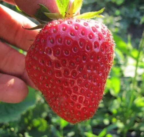 How to treat strawberry leaf chlorosis