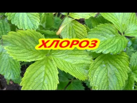 How to treat strawberry leaf chlorosis