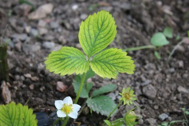 How to treat strawberry leaf chlorosis