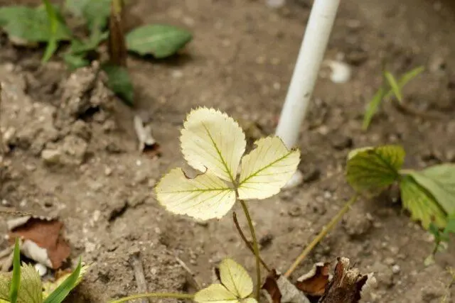 How to treat strawberry leaf chlorosis