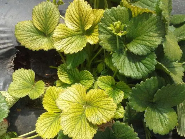 How to treat strawberry leaf chlorosis