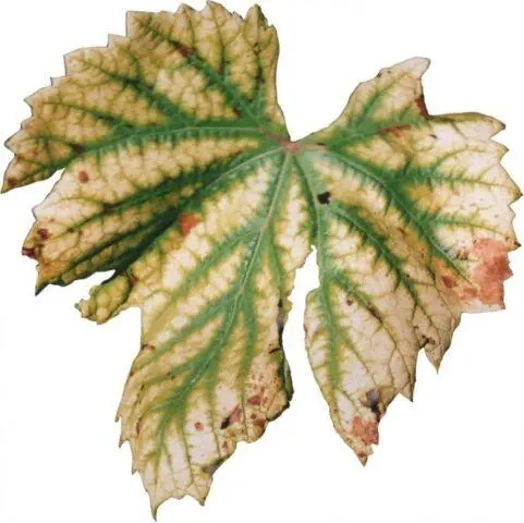 How to treat strawberry leaf chlorosis